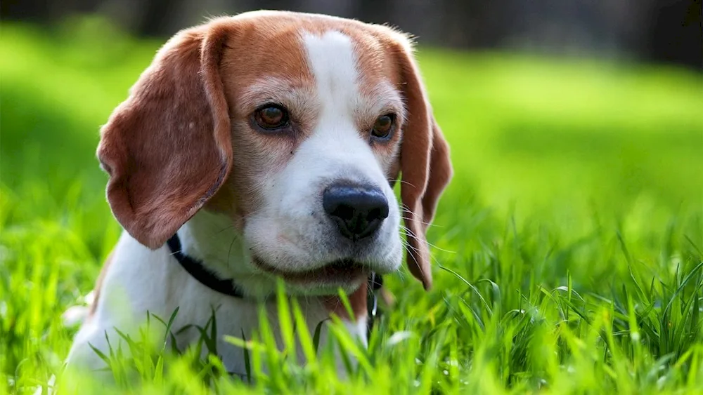 Beagle dog