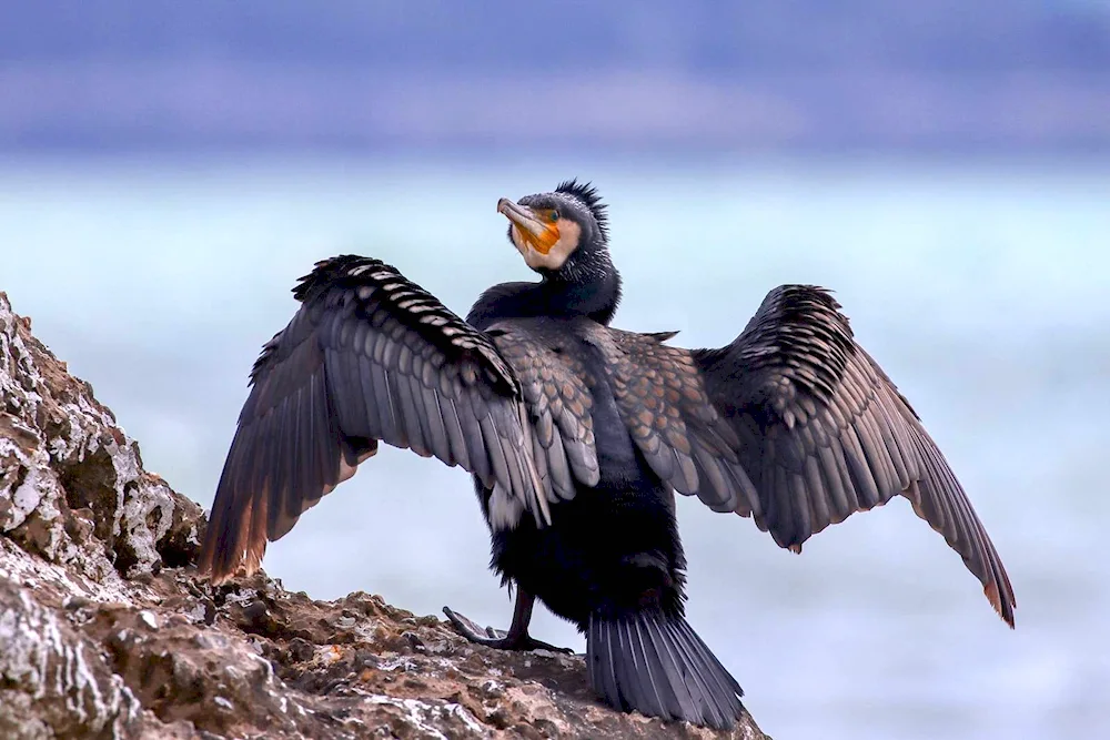 Big Cormorant