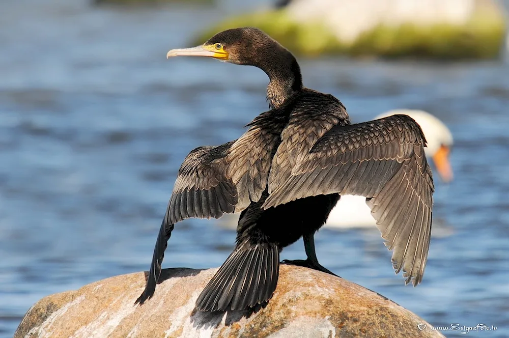 Ussuri Cormorant