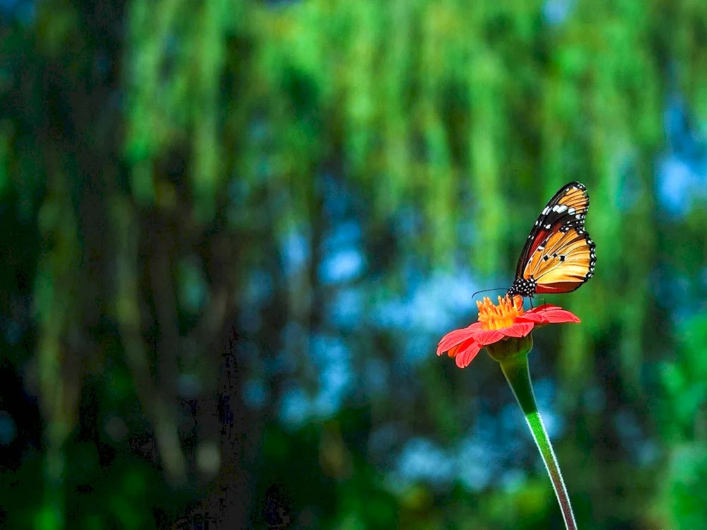 Butterfly Monarch Butterfly Butterfly Butterfly