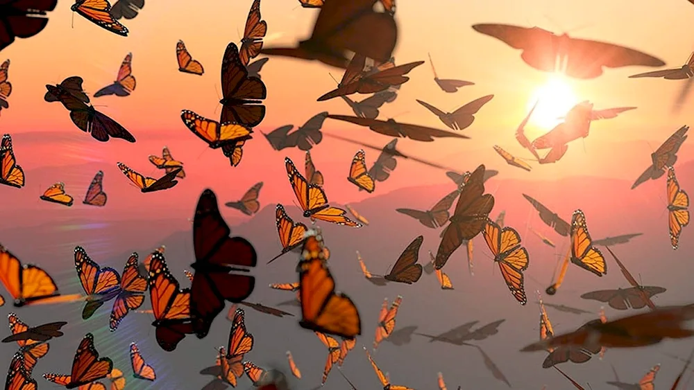 Many butterflies