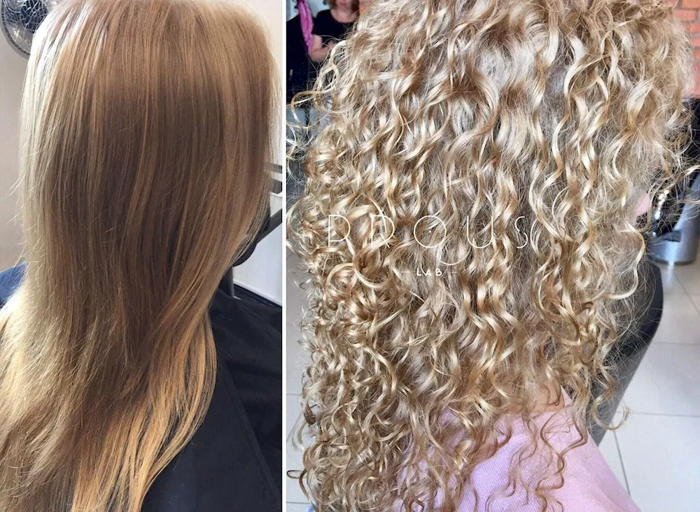 Bio curl 2022
