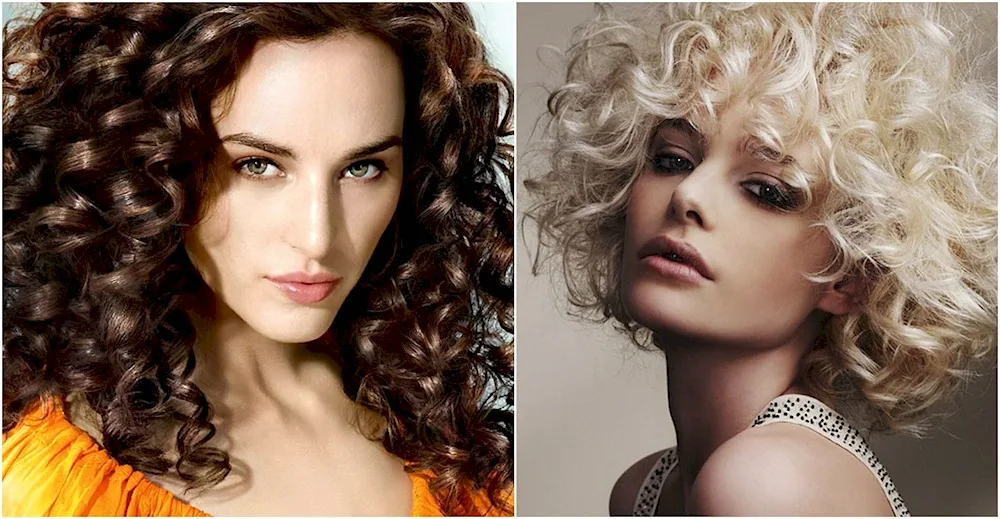 Bio curl 2023