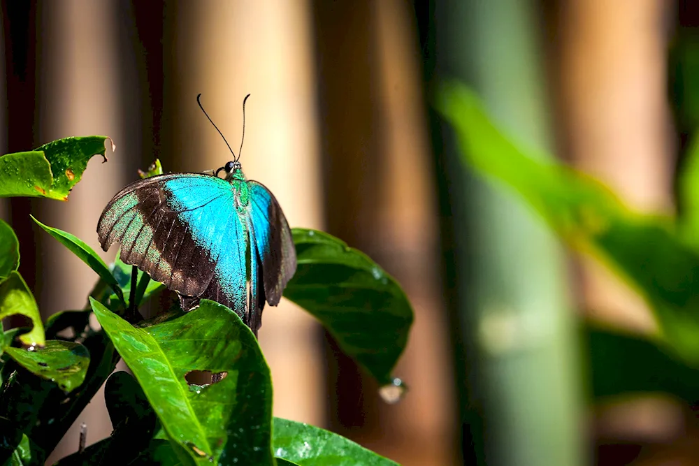 Cute butterflies