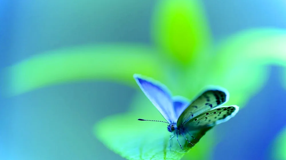 Tropical butterfly