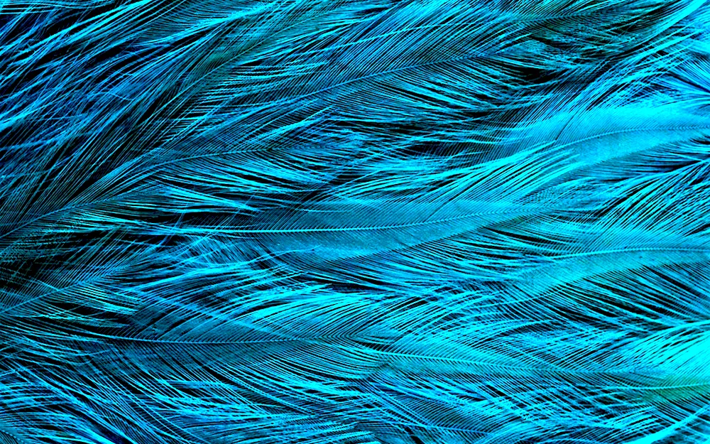 Turquoise feathers