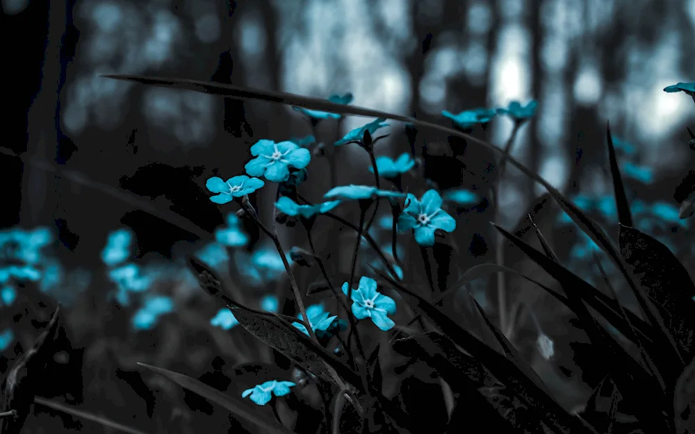 Turquoise flowers