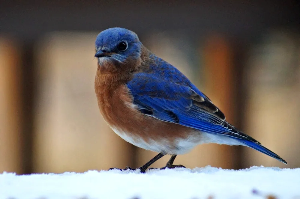 Blue Chaffinch