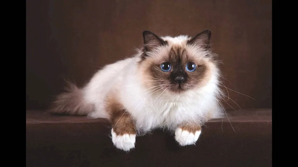 Balinese Ragdoll