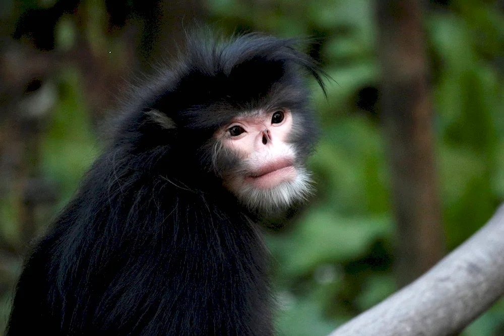 Burmese snub-nosed orangutan