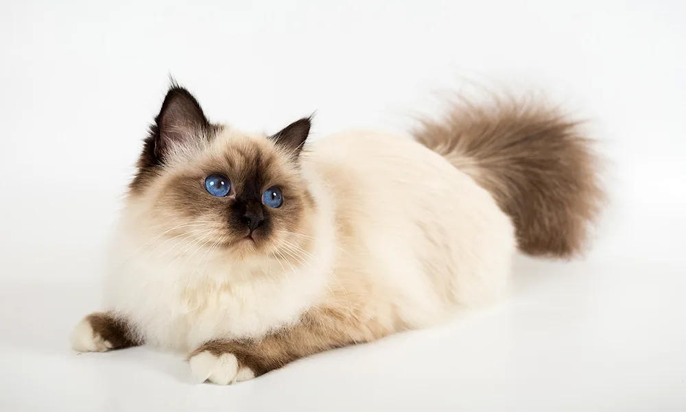 Ragdoll breed