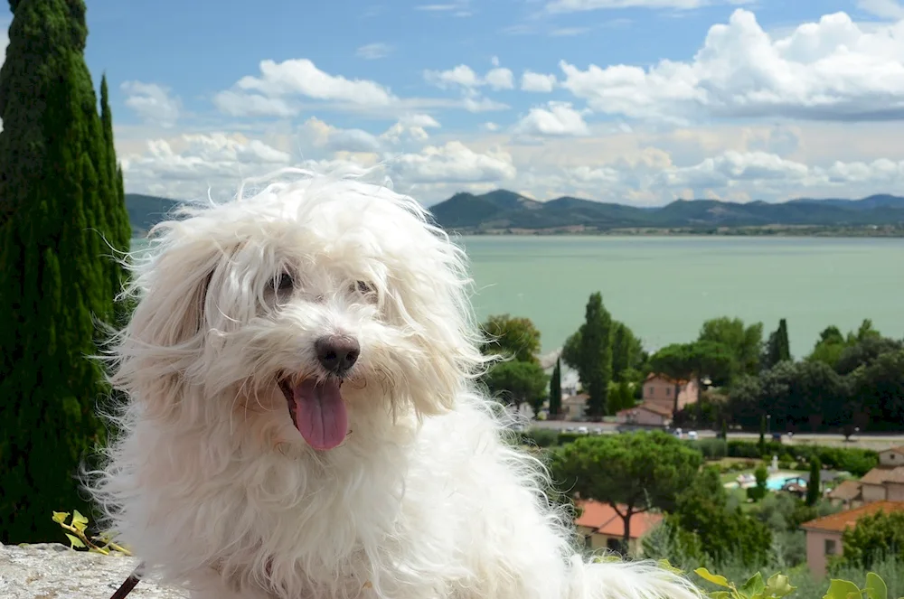 Maltese Bolognese Terrier