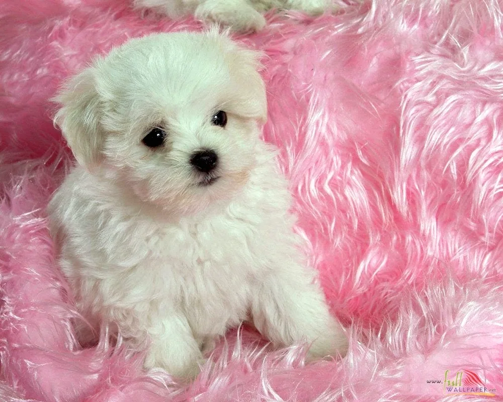 Bichon White Terrier