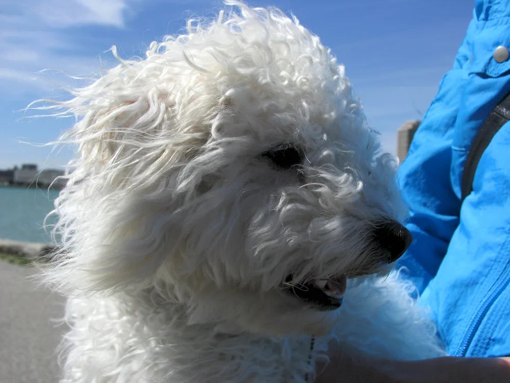 Dwarf Golden Poodle