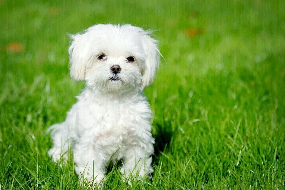 Maltese bichon bolognese Maltese maltese maltese maltese maltese papillon.