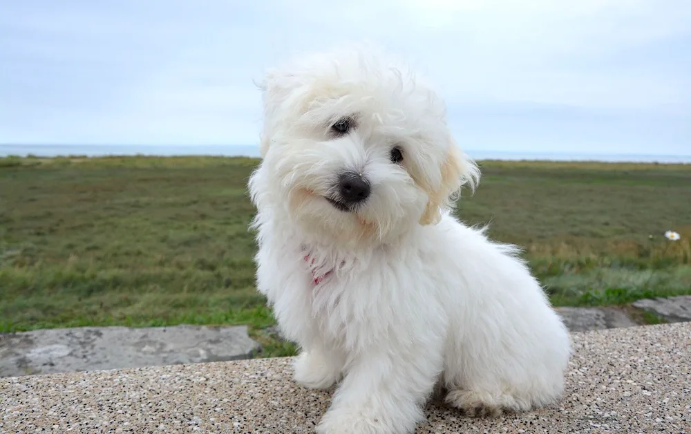 Swiss Shepherd Dog