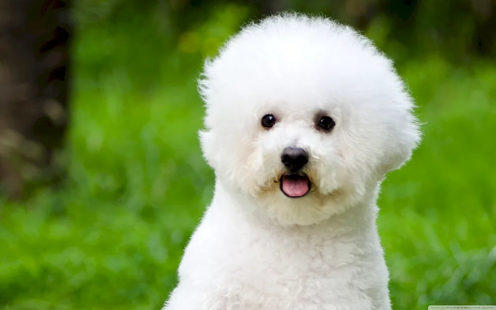 Bichon Frise