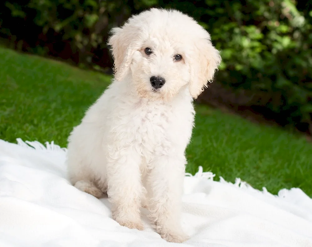 Maltipoo Poodle