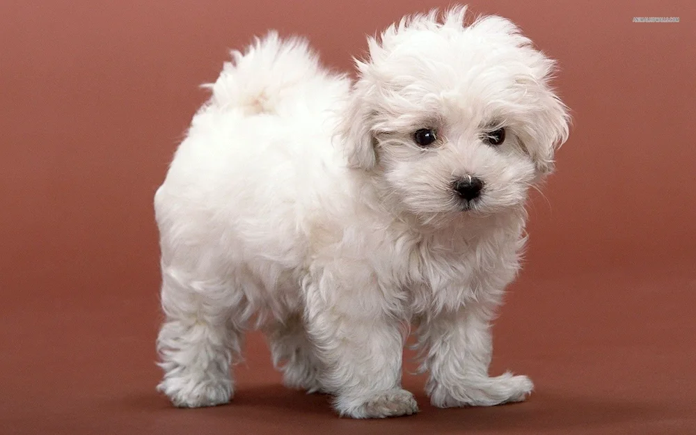 Maltese maltese maltese maltese maltese maltese maltese maltese short-haired maltese maltese maltese maltese Teacup