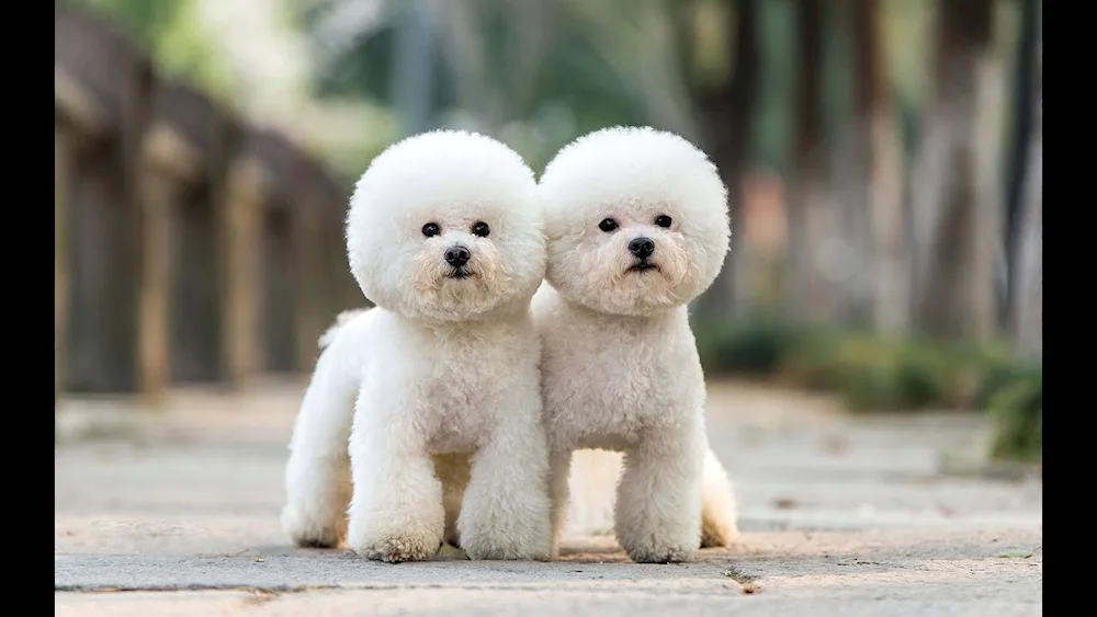 Cute dogs