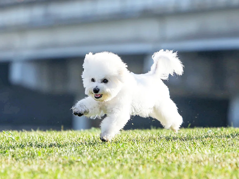 Bichon Frisian Small Poodle Maltipoo