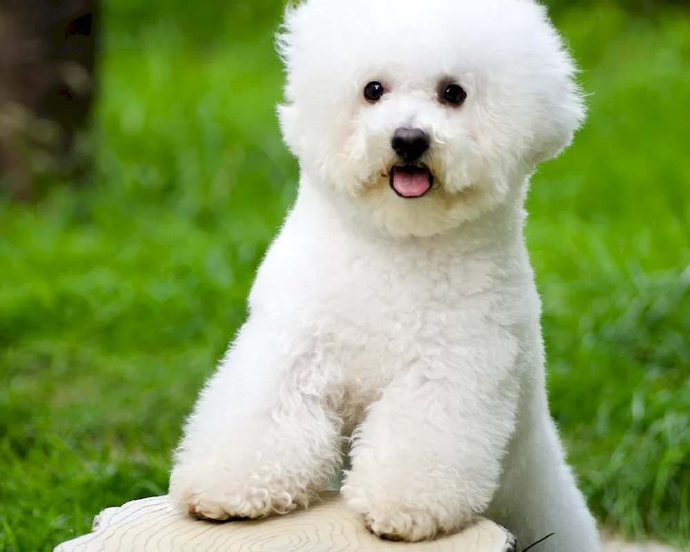 Bichon Frise