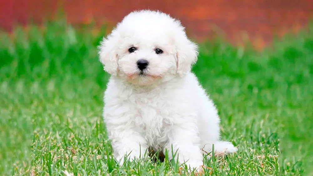 Bichon White Terrier