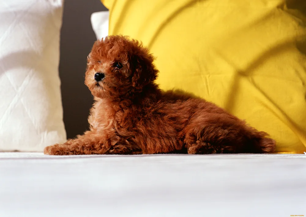 Dwarf Poodle Maltipoo