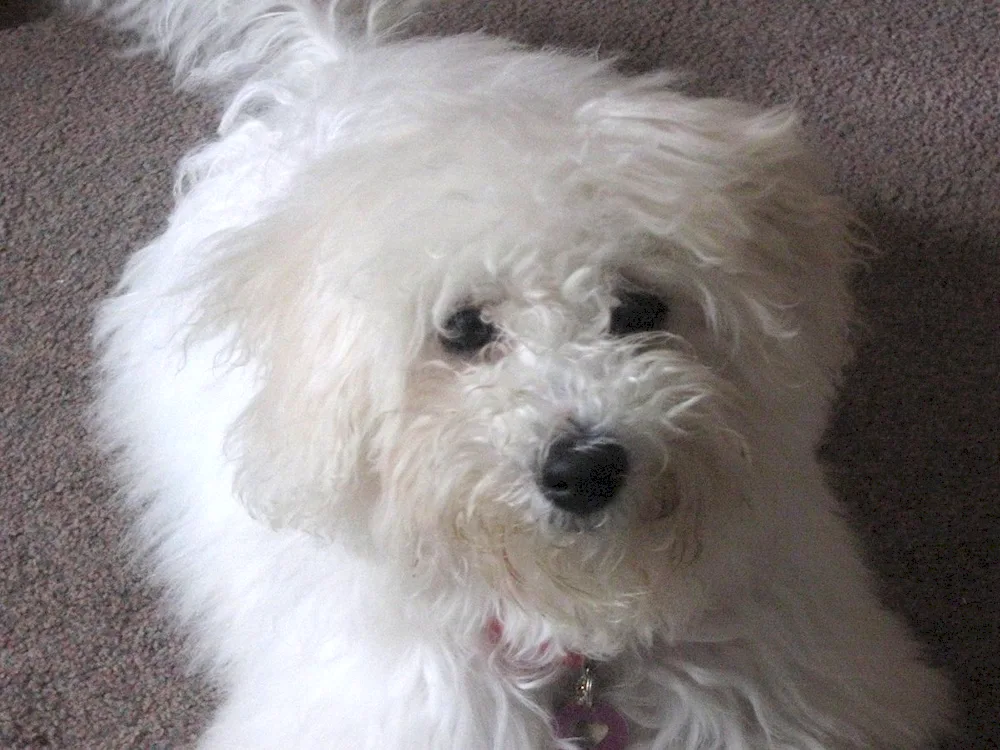 Bichon Frise Maltipoo