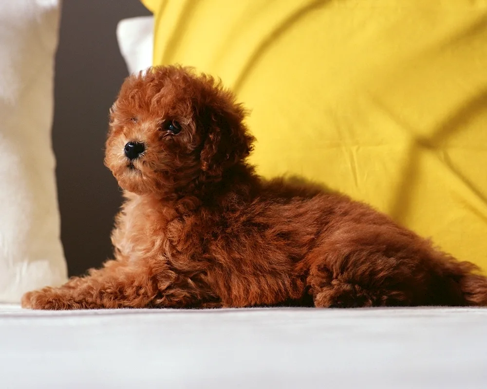 Bichon Frise Maltipoo