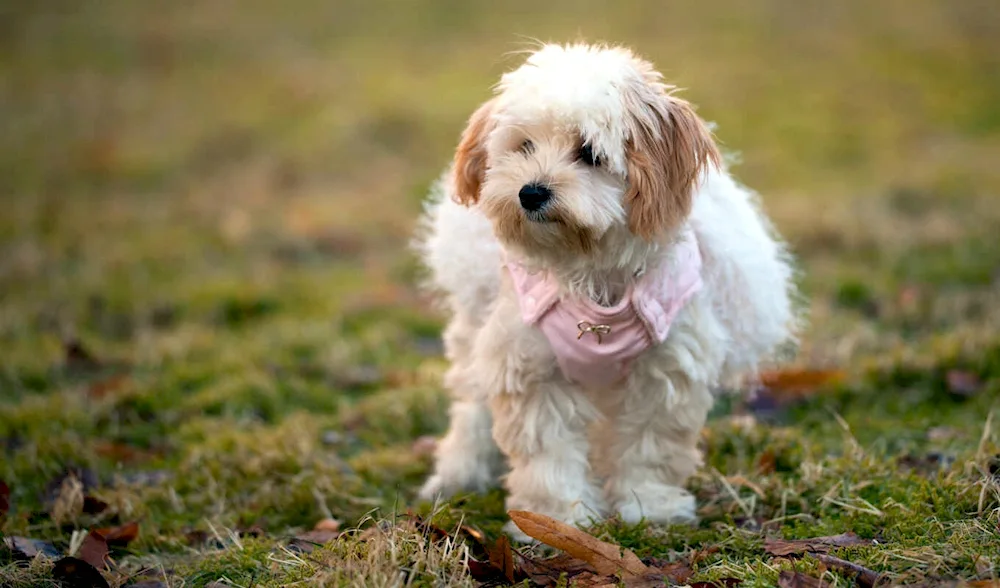 Toy Poodle golden