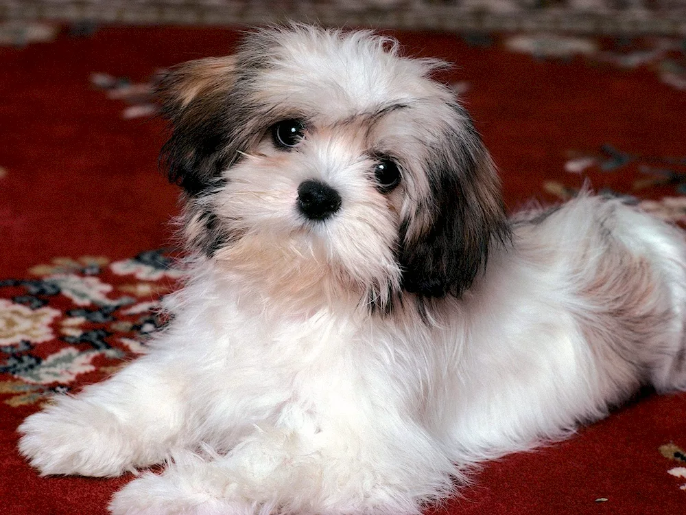 Tibetan terrier white