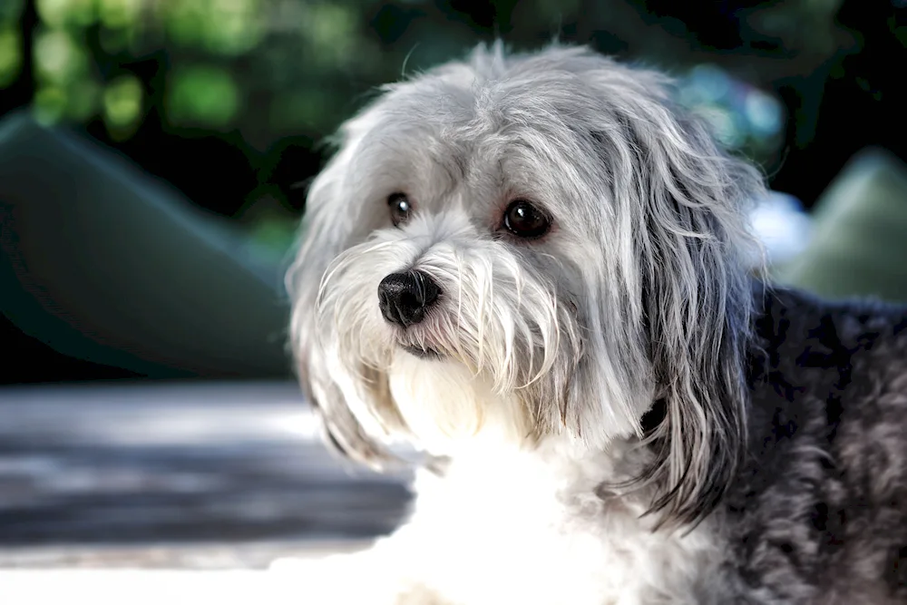 Maltese Maltese maltese maltese maltese black