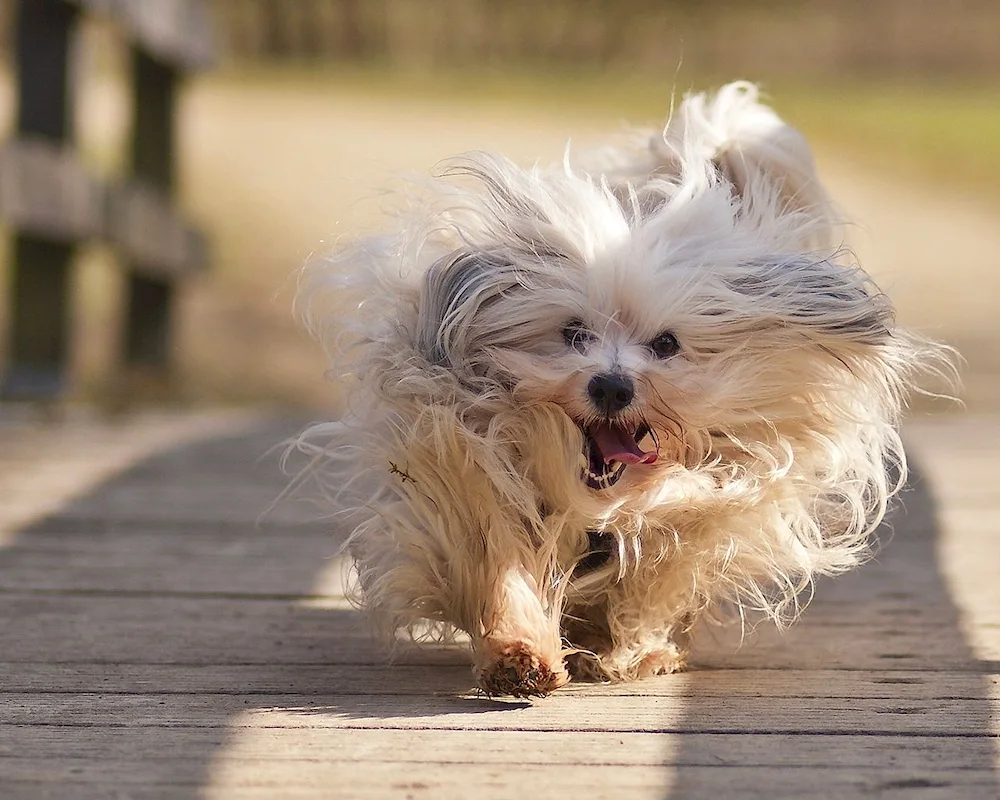 Yorkshire Terrier