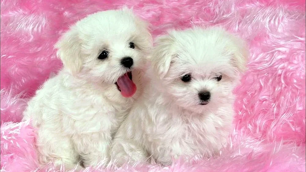 Bichon Maltese