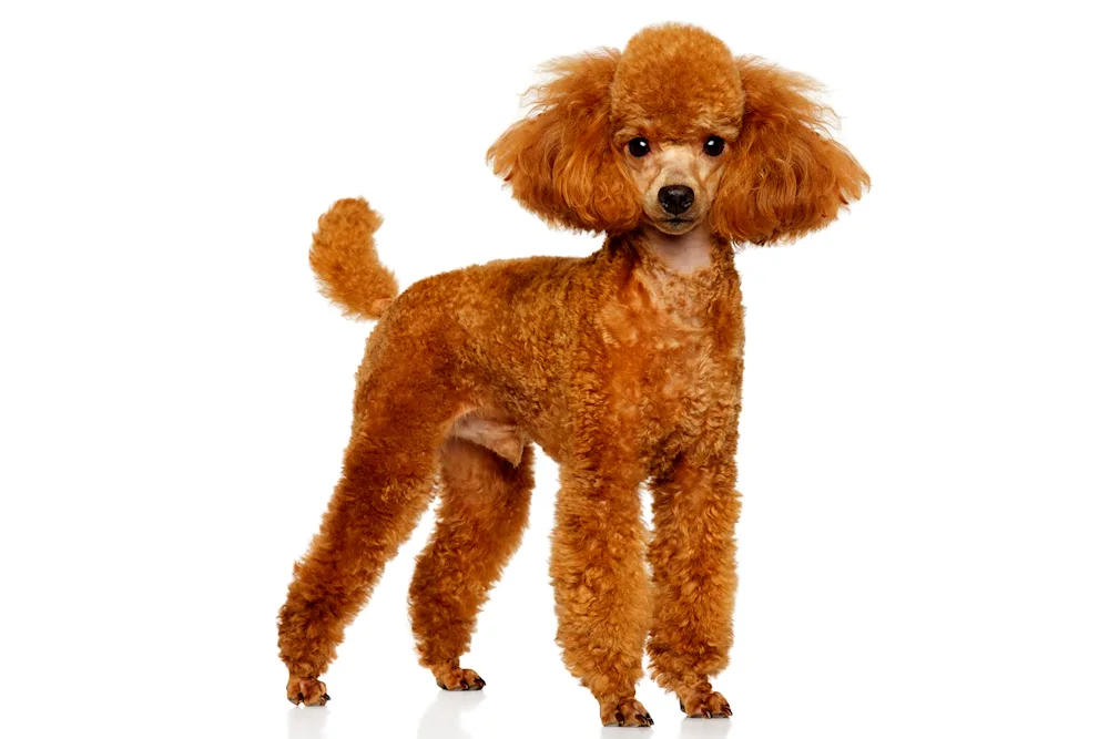 Bichon Poodle red