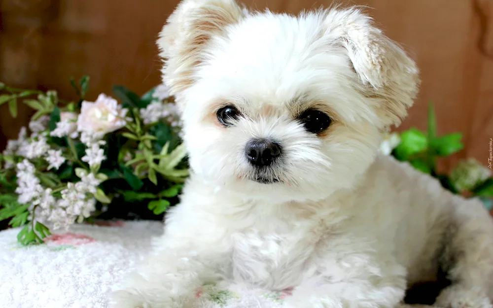 Bichon White Terrier