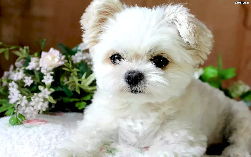 Pomeranian spitz Teacup.