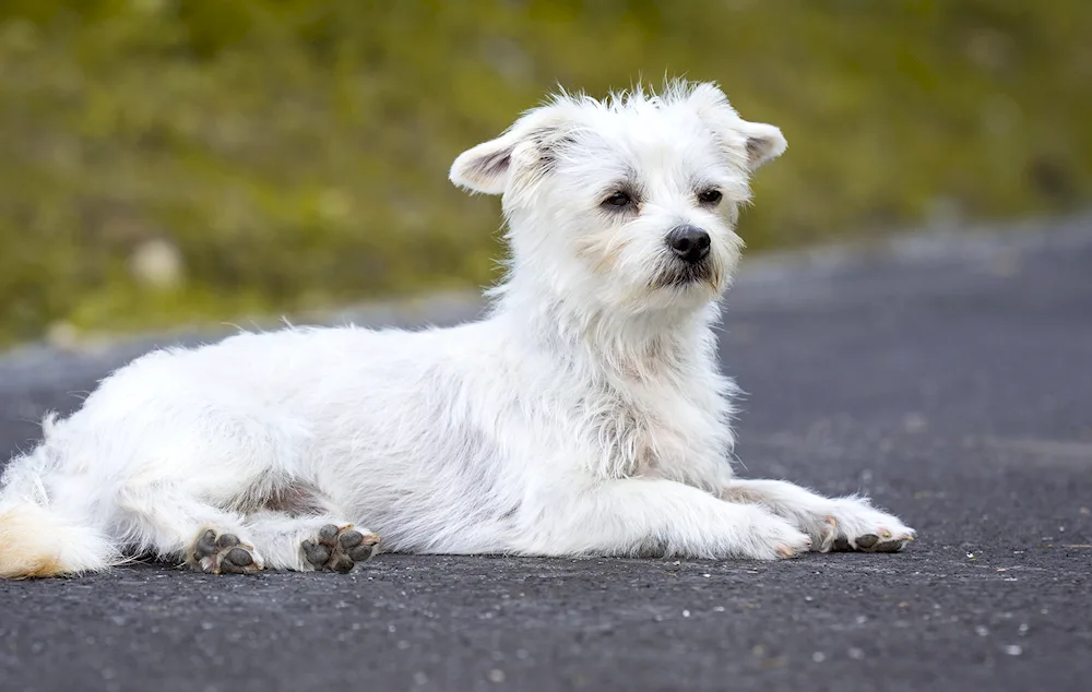 Pomeranian Dwarf White Spitz