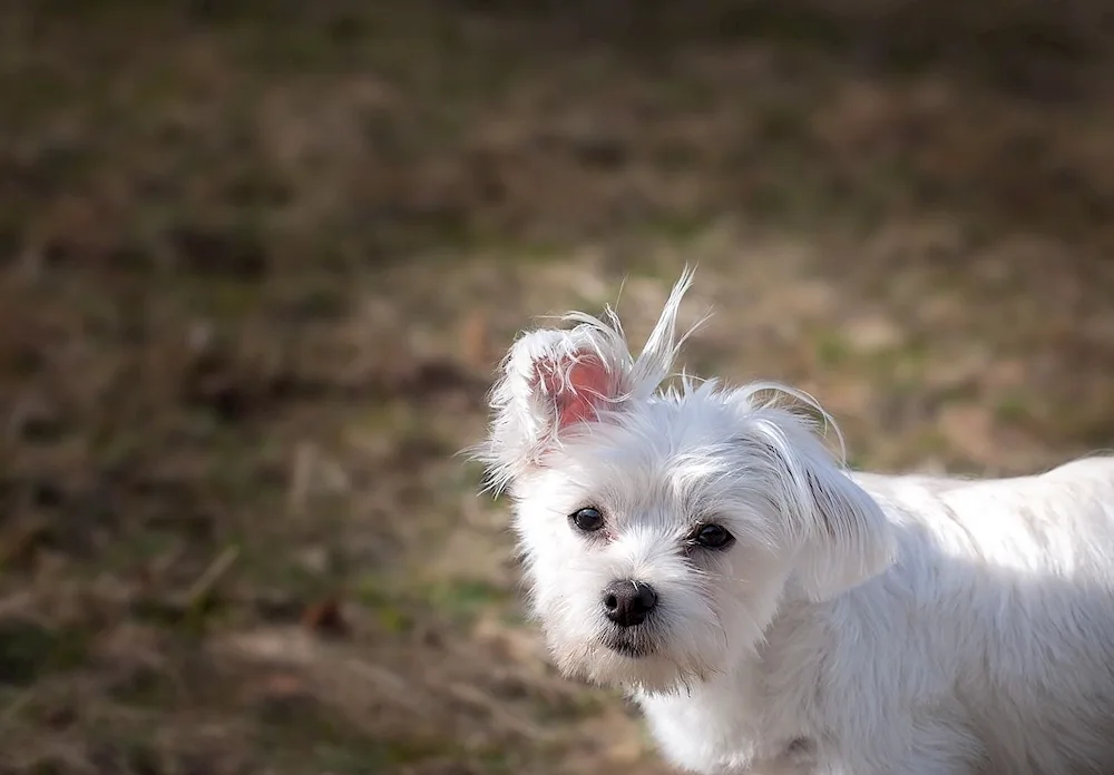 West Highland White Terrier