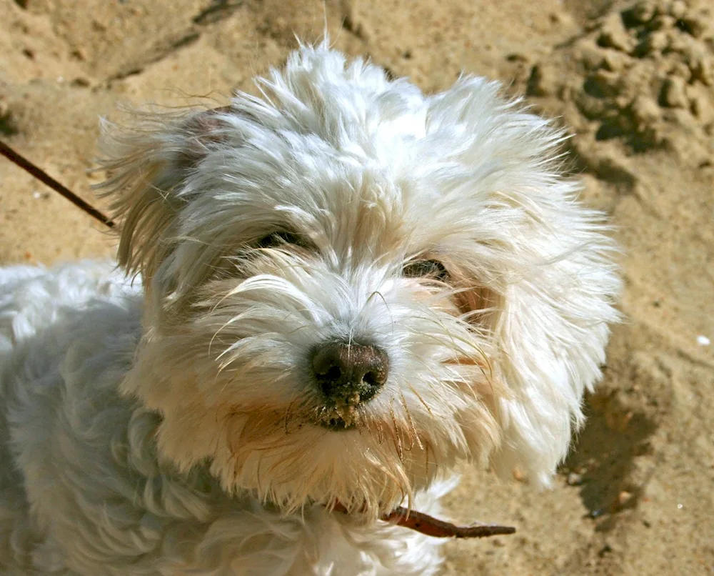 Bichon white terrier