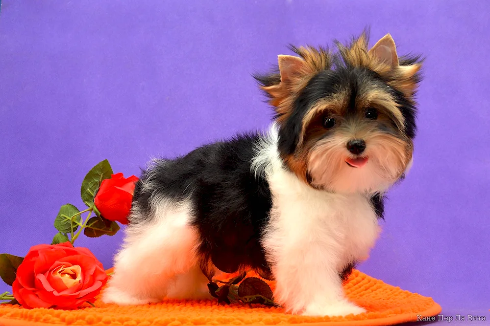 Beaver Yorkie
