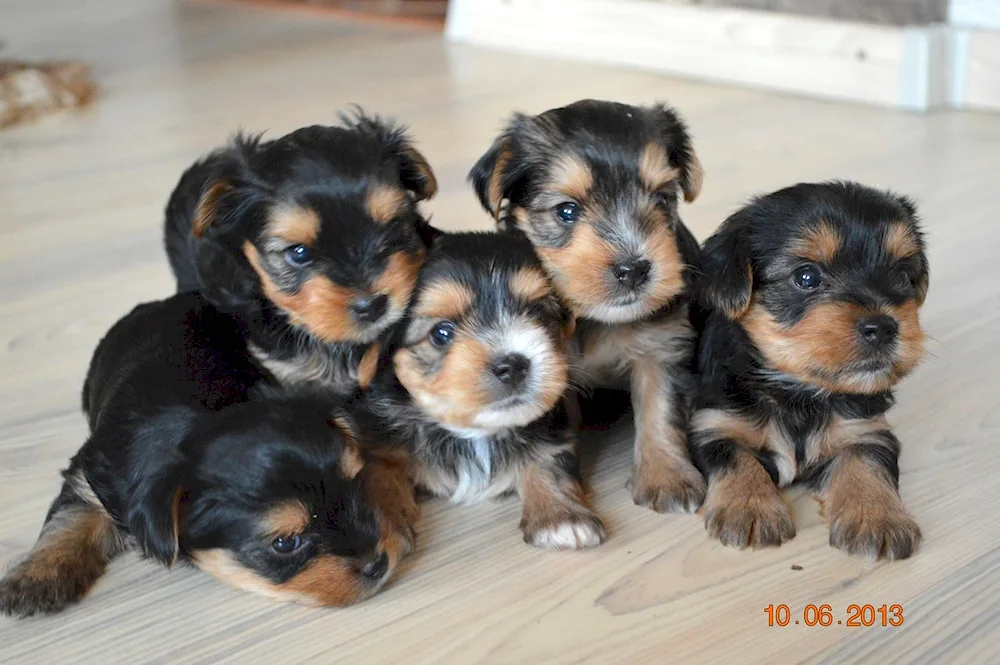 Shih Tzu-Yorkie mix