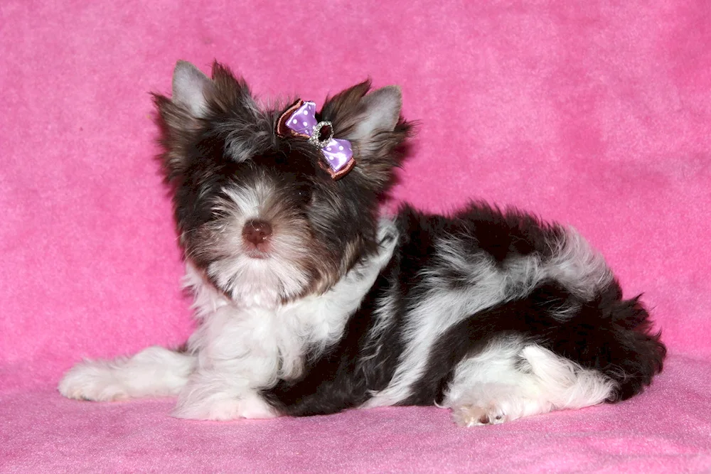 Pekingese mix