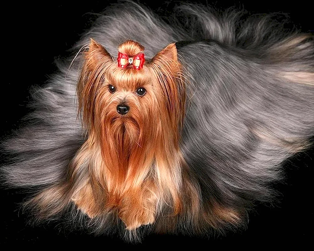 Beaver- Yorkshire terrier