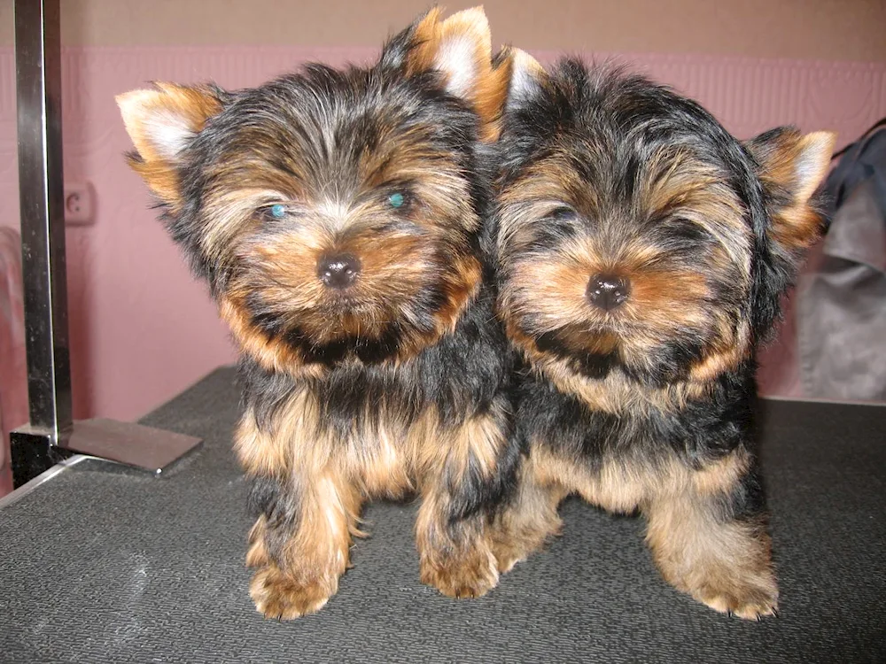 Yorkshire terrier shih tzu