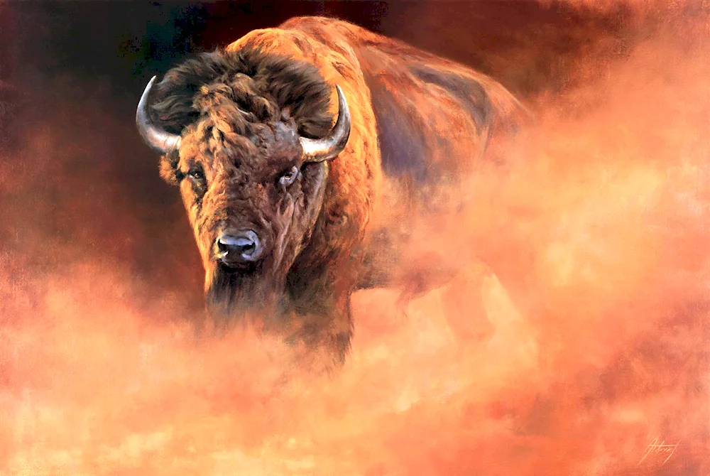 Bison Buffalo