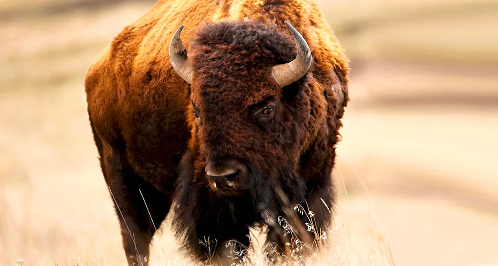 Bison buffalo