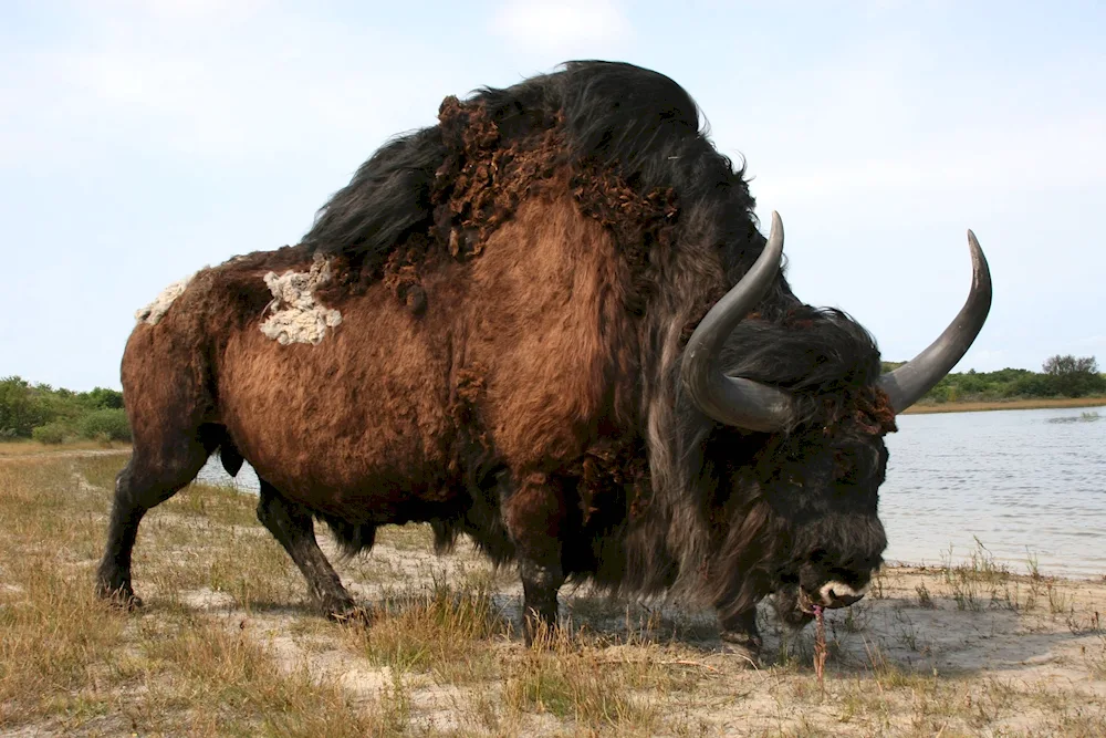 Highland cow Scotland