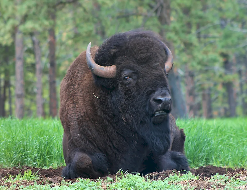 Bison sheep buffalo